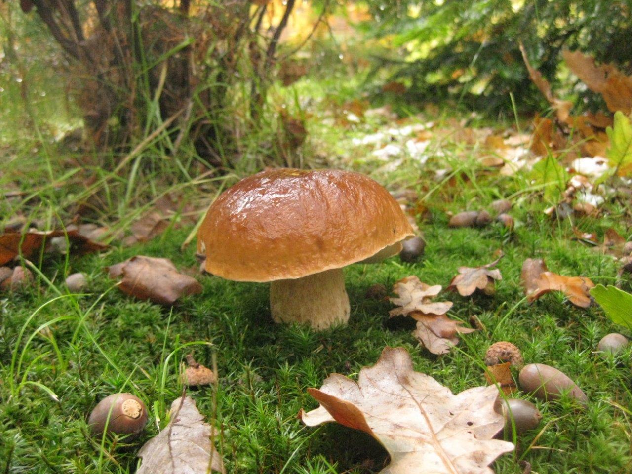 Hříbky